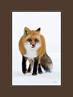 Red Fox